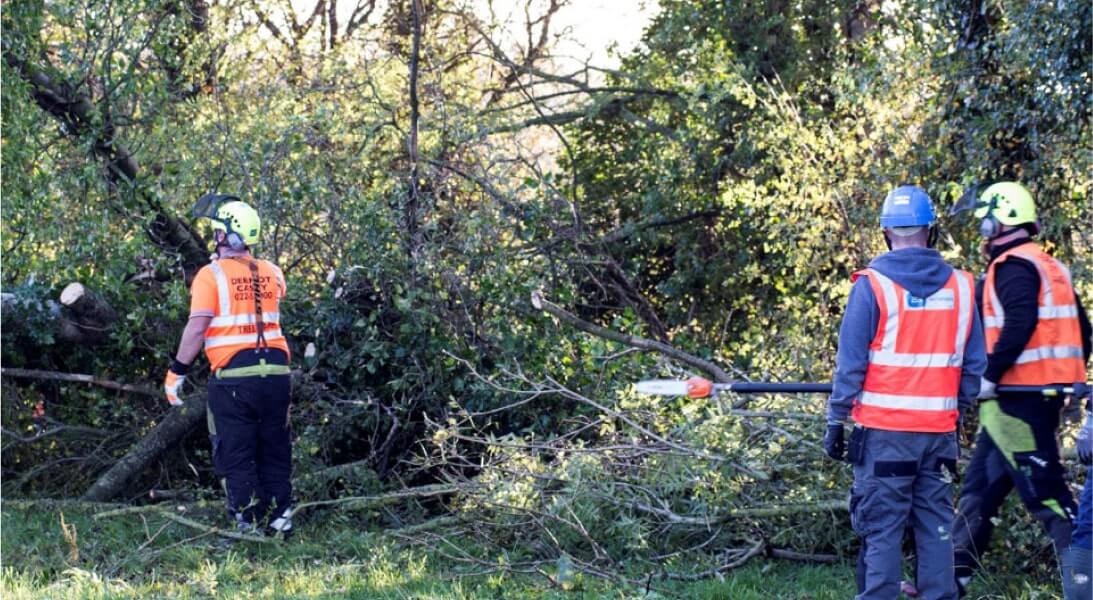 Group of men cutting trees